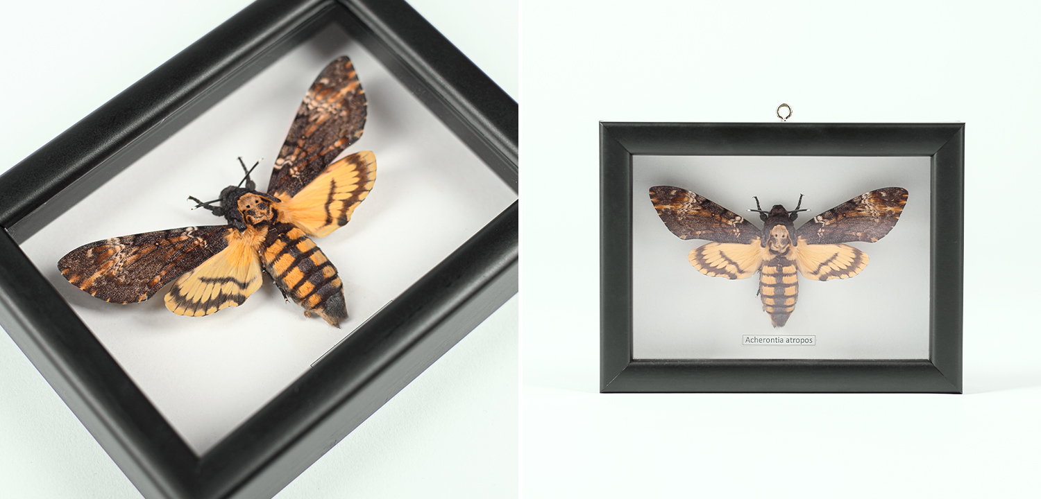 Аксессуар на стену Бабочка Acherontia atropos - фото