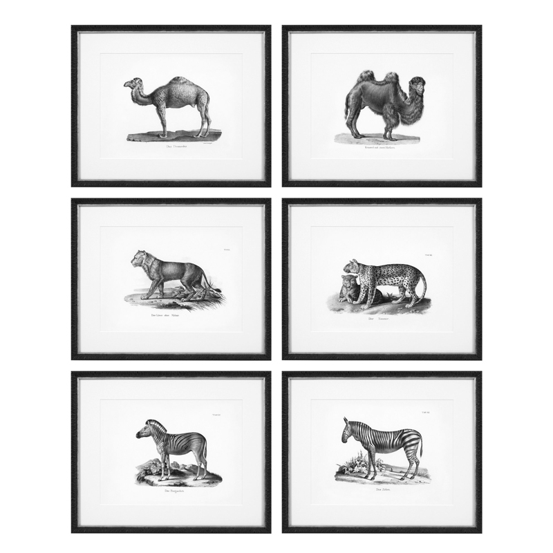 Комплект постеров Eichholtz Prints Historical Animals set of 6 Черный Черно-белый Комплект постеров Eichholtz Prints Historical Animals set of 6 Черный Черно-белый в Волгограде | Loft Concept