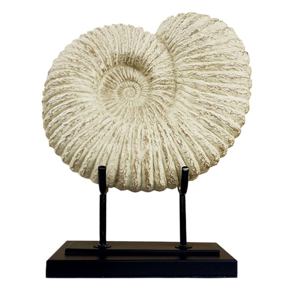 Аксессуар Аммонит Fossil Shell Аксессуар Аммонит Fossil Shell в Волгограде | Loft Concept