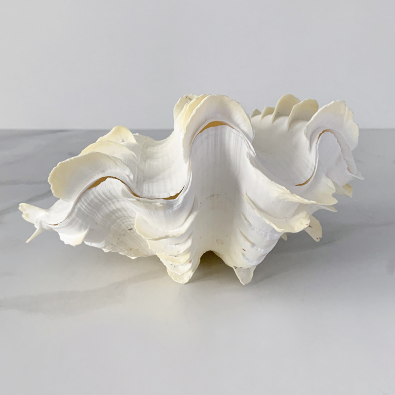 Статуэтка Tridacna Squamosa Shell S Статуэтка Tridacna Squamosa Shell S в Волгограде | Loft Concept