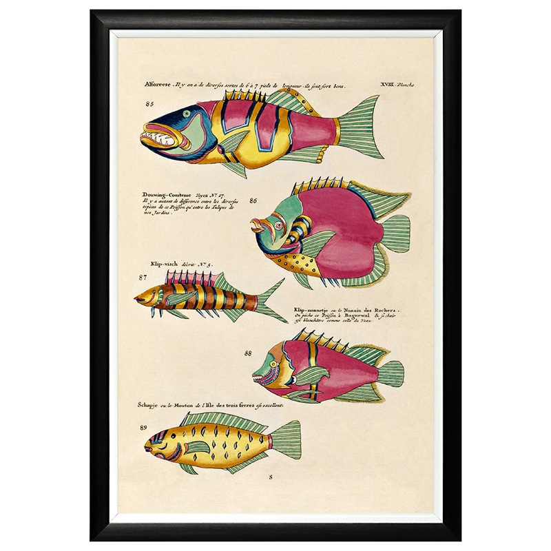 Постер в черной раме Fish Guide 11 Мульти Черный в Волгограде | Loft Concept 