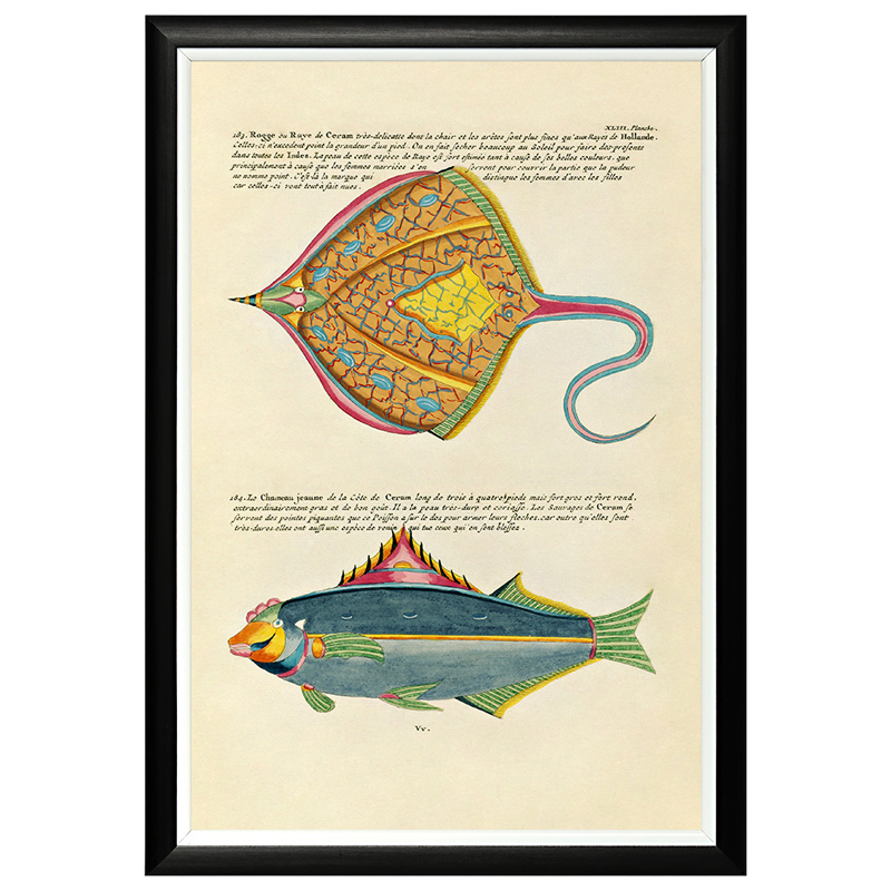 Постер в черной раме Fish Guide 25 Мульти Черный в Волгограде | Loft Concept 