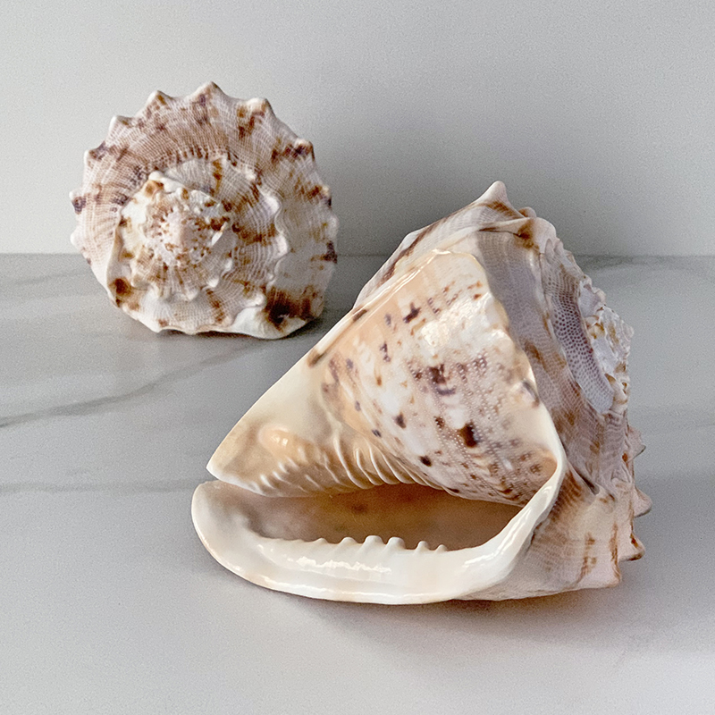 Статуэтка Cassis Cornuta Shell Статуэтка Cassis Cornuta Shell в Волгограде | Loft Concept