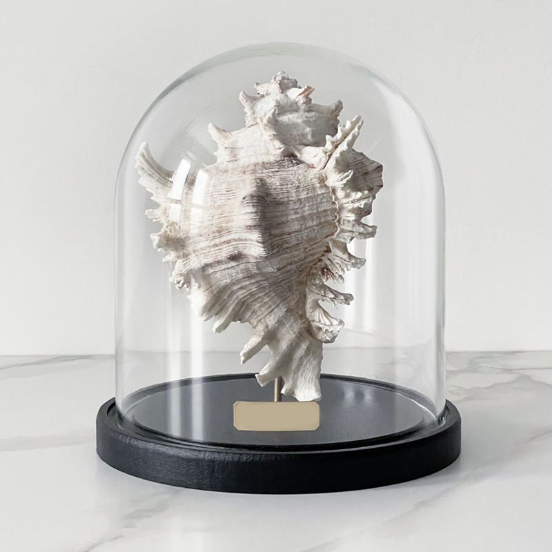 Статуэтка Murex Ramosus Glass Cloche Статуэтка Murex Ramosus Glass Cloche в Волгограде | Loft Concept