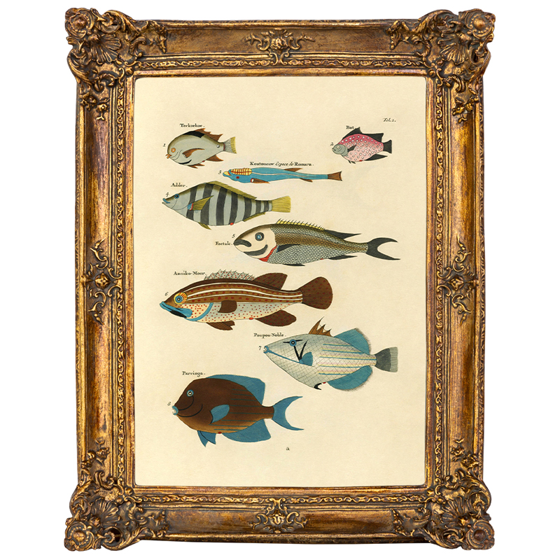 Постер Fish Species в багетной раме Мульти Золотой в Волгограде | Loft Concept 