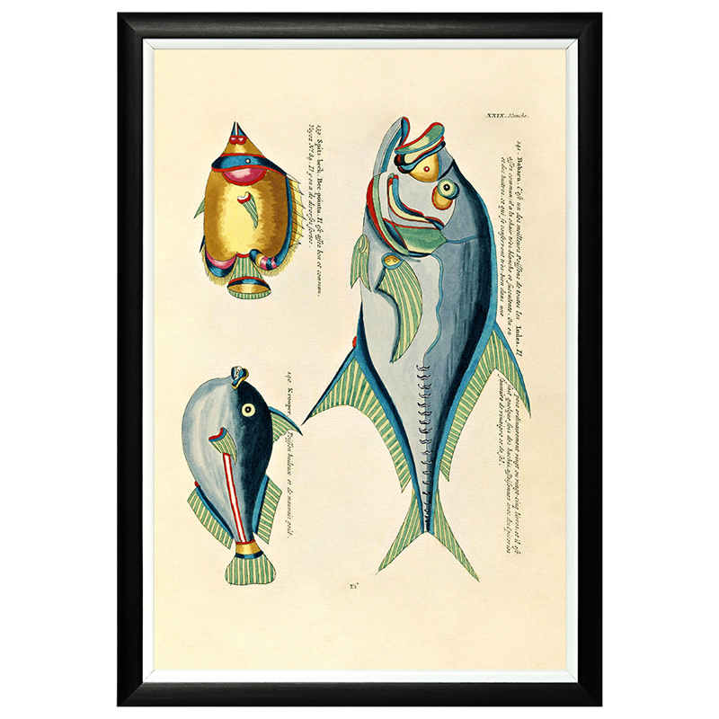 Постер в черной раме Fish Guide 18 Мульти Черный в Волгограде | Loft Concept 