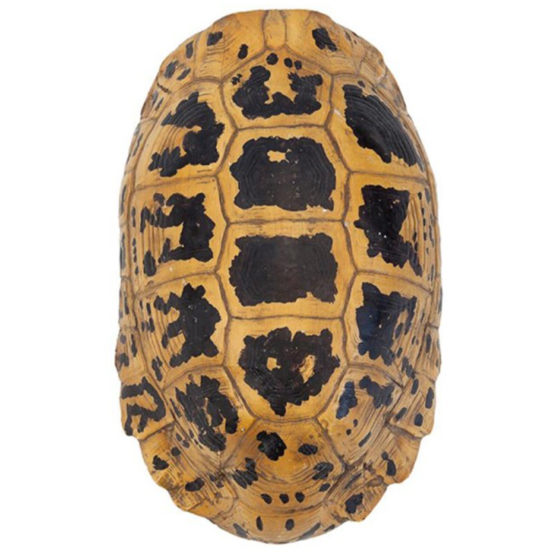 Аксессуар Turtle Hermanni Shell Коричневый Желтый Аксессуар Turtle Hermanni Shell Коричневый Желтый в Волгограде | Loft Concept