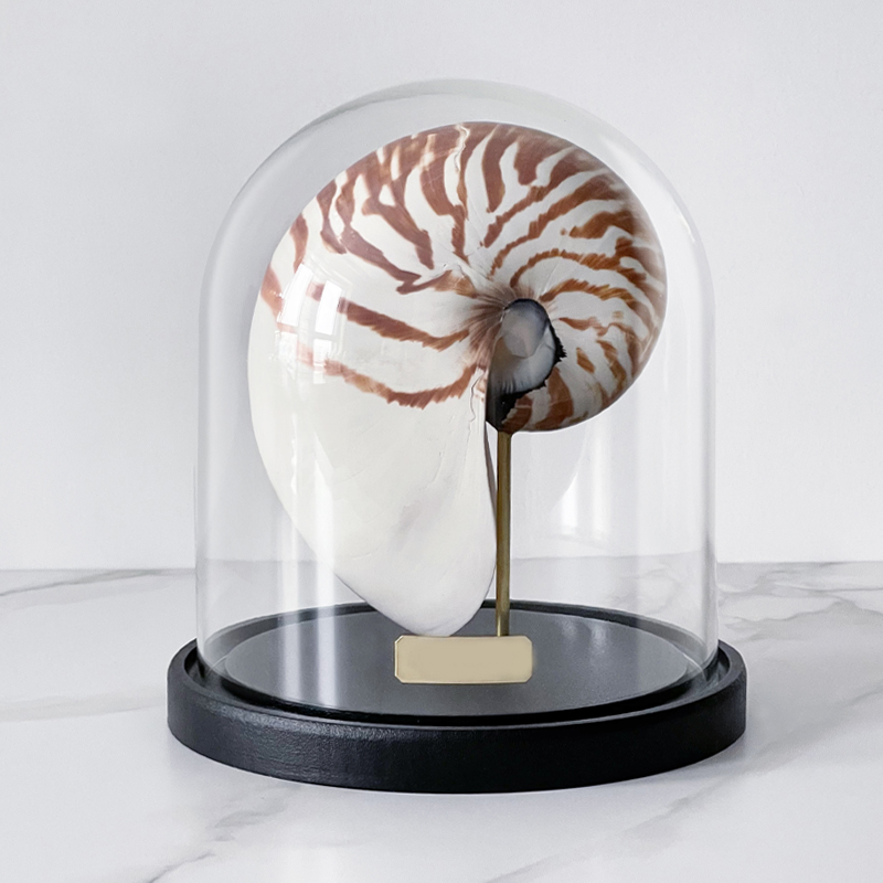 Статуэтка Nautilus Pompilius Glass Cloche Статуэтка Nautilus Pompilius Glass Cloche в Волгограде | Loft Concept