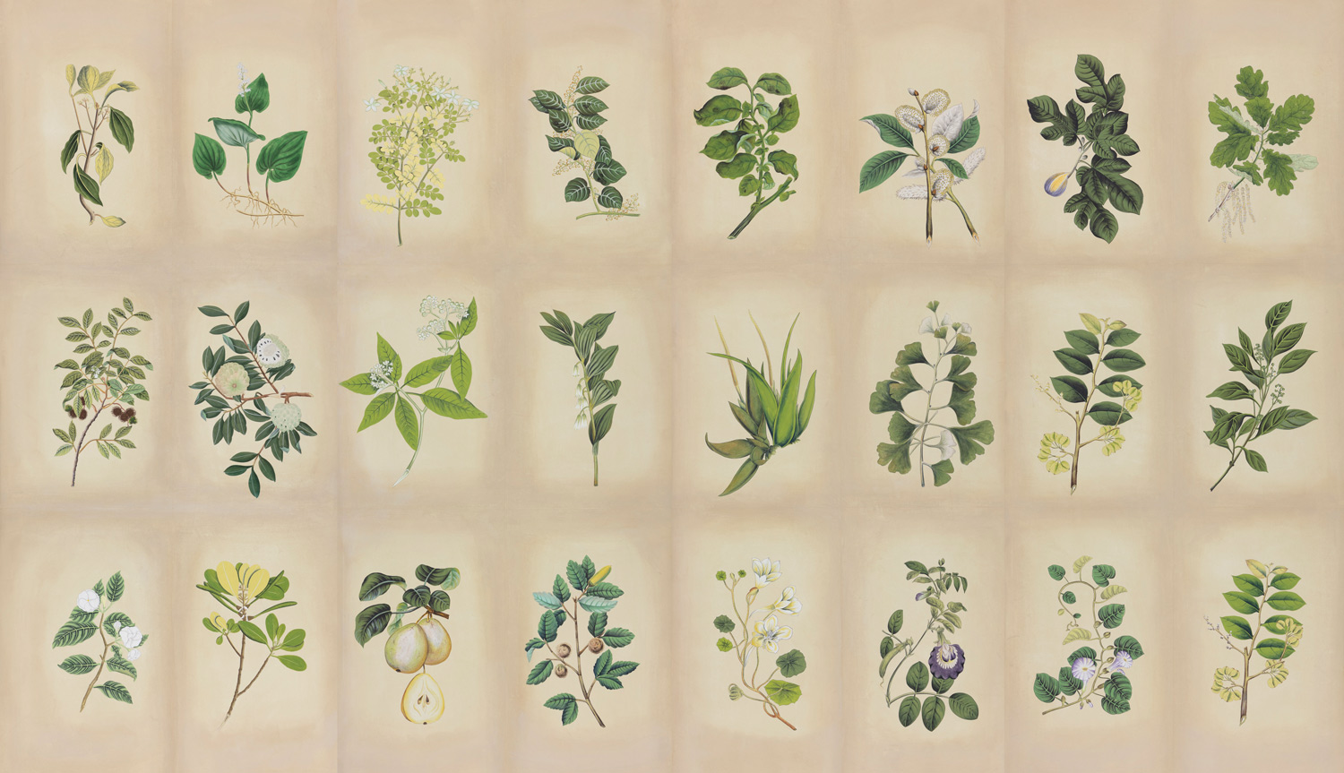 Обои ручная роспись Botanical Studies Linnaeus colourway Обои ручная роспись Botanical Studies Linnaeus colourway - постер Loft-Concept в Волгограде
