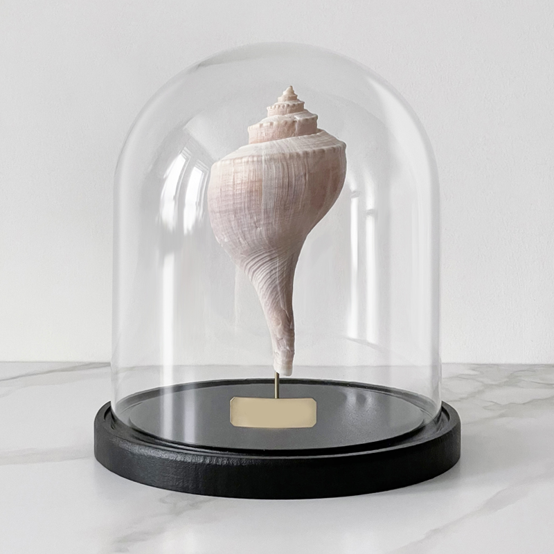 Статуэтка Busycon Canaliculatus Glass Cloche Статуэтка Busycon Canaliculatus Glass Cloche в Волгограде | Loft Concept