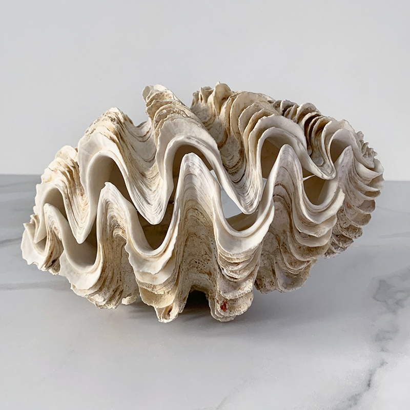 Статуэтка Tridacna Maxima Shell Статуэтка Tridacna Maxima Shell в Волгограде | Loft Concept