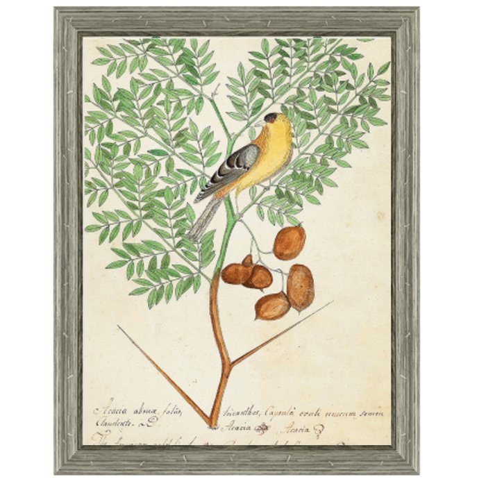 Постер Paradise Bird On Branch Постер Paradise Bird On Branch в Волгограде | Loft Concept