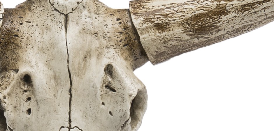 Череп быка Bull Skull Череп быка Bull Skull - Loft-Concept в Волгограде