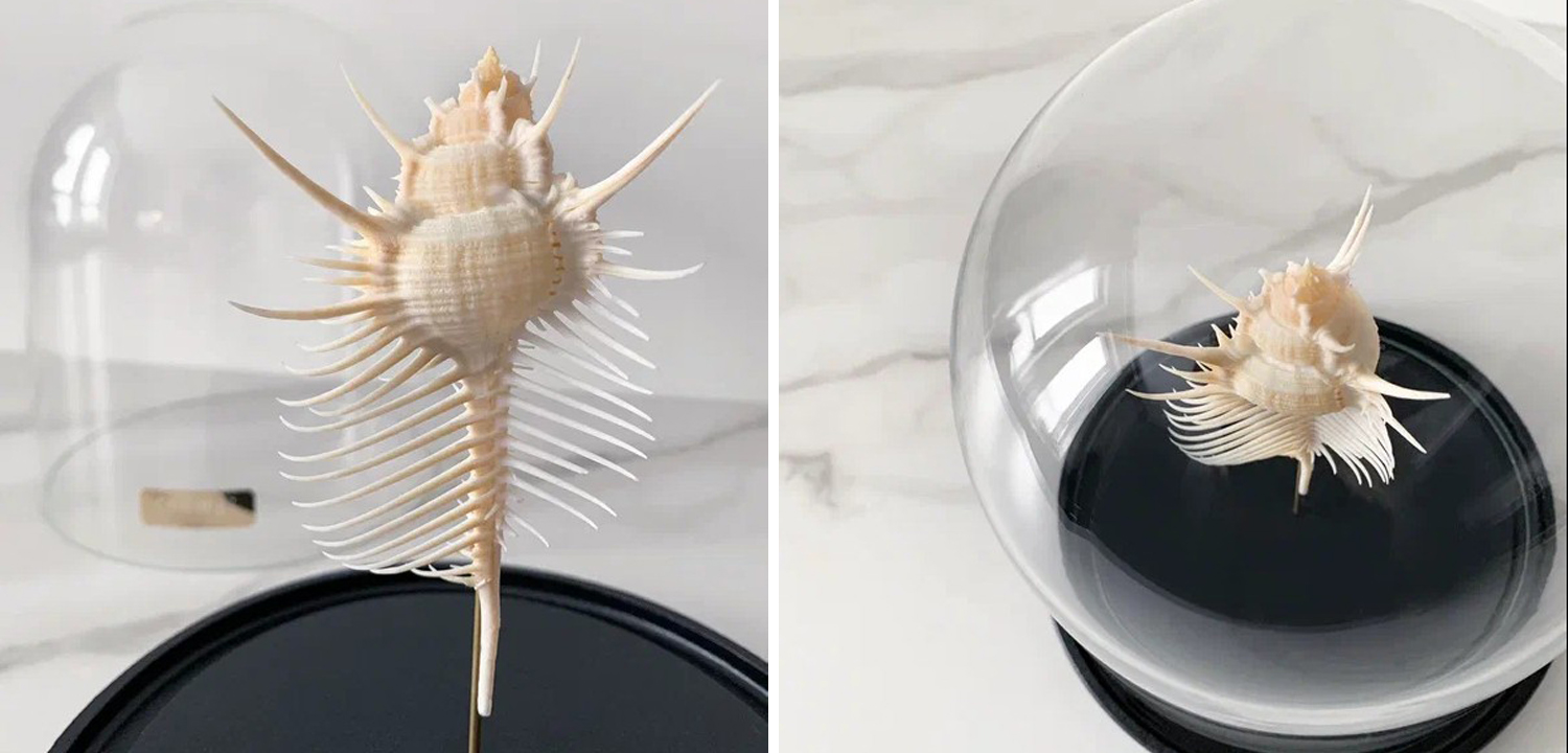 Статуэтка Murex Pecten Glass Cloche - фото