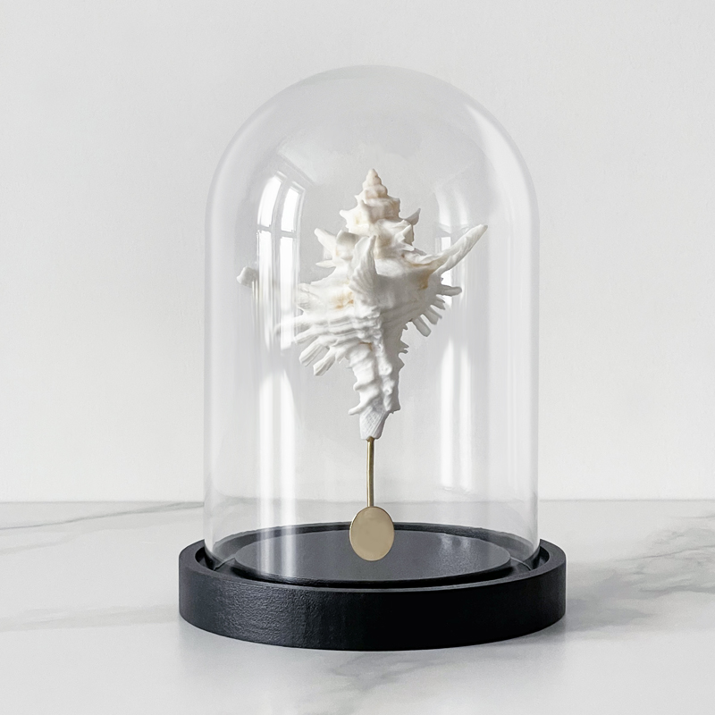 Статуэтка Murex Saharicus Glass Cloche Статуэтка Murex Saharicus Glass Cloche в Волгограде | Loft Concept