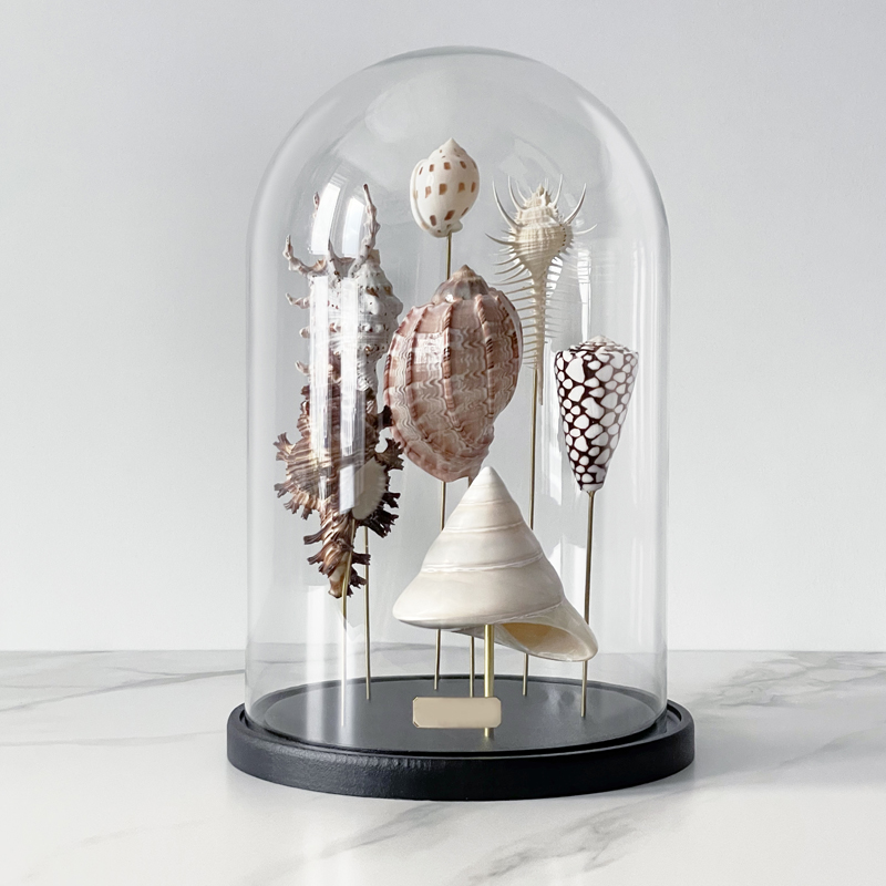 Статуэтка Shell Collection Glass Cloche 2 Статуэтка Shell Collection Glass Cloche 2 в Волгограде | Loft Concept