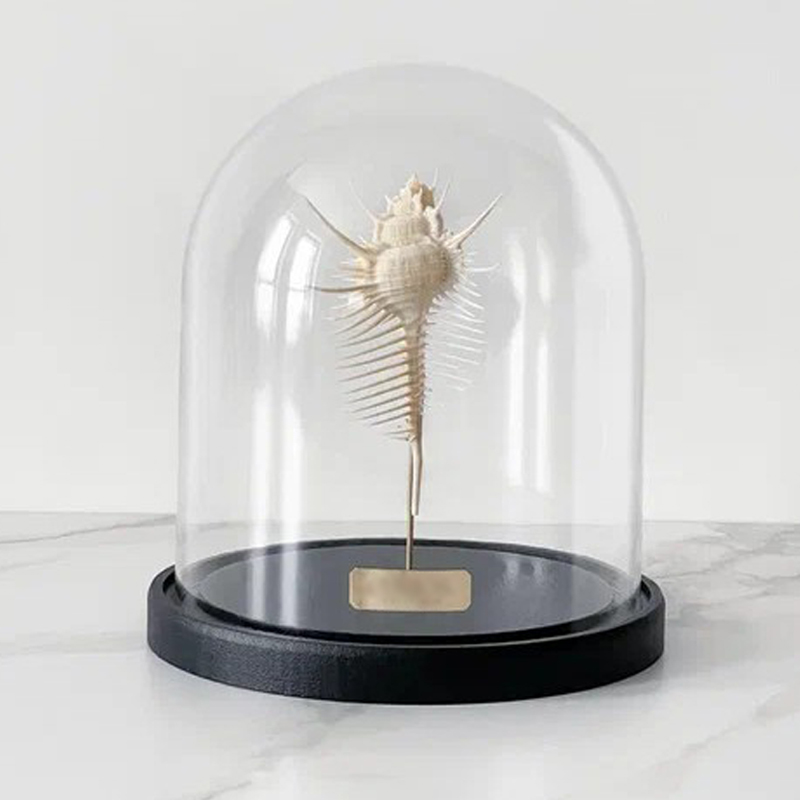 Статуэтка Murex Pecten Glass Cloche Статуэтка Murex Pecten Glass Cloche в Волгограде | Loft Concept