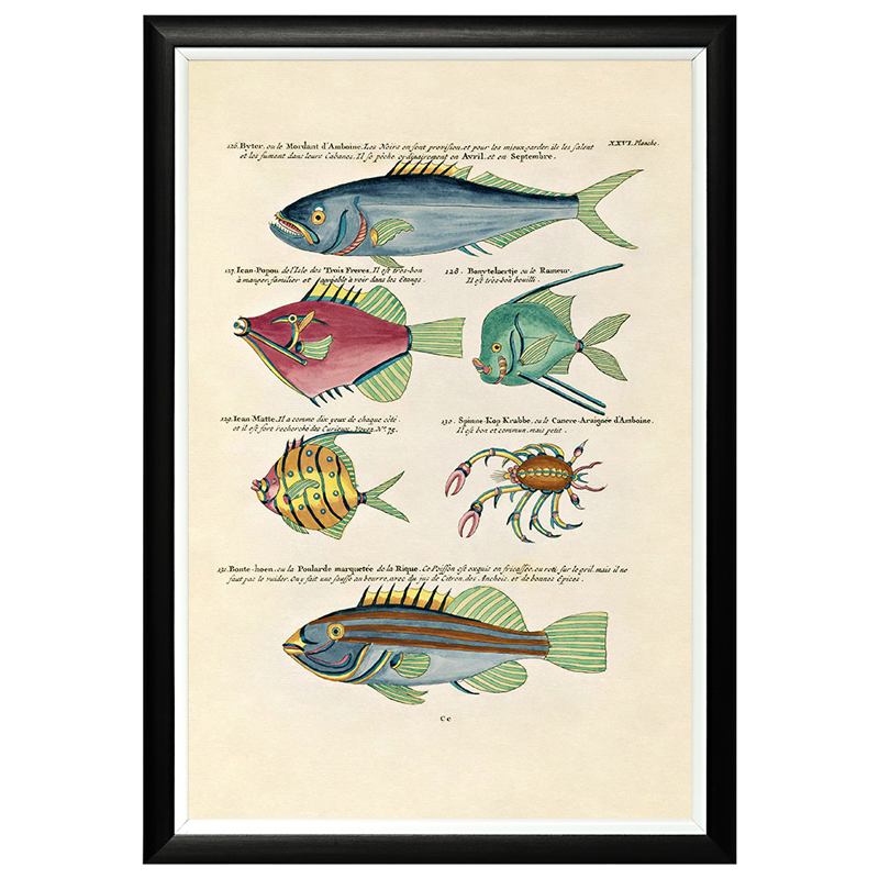 Постер в черной раме Fish Guide 15 Мульти Черный в Волгограде | Loft Concept 