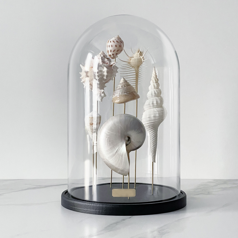 Статуэтка Shell Collection Glass Cloche 1 Статуэтка Shell Collection Glass Cloche 1 в Волгограде | Loft Concept