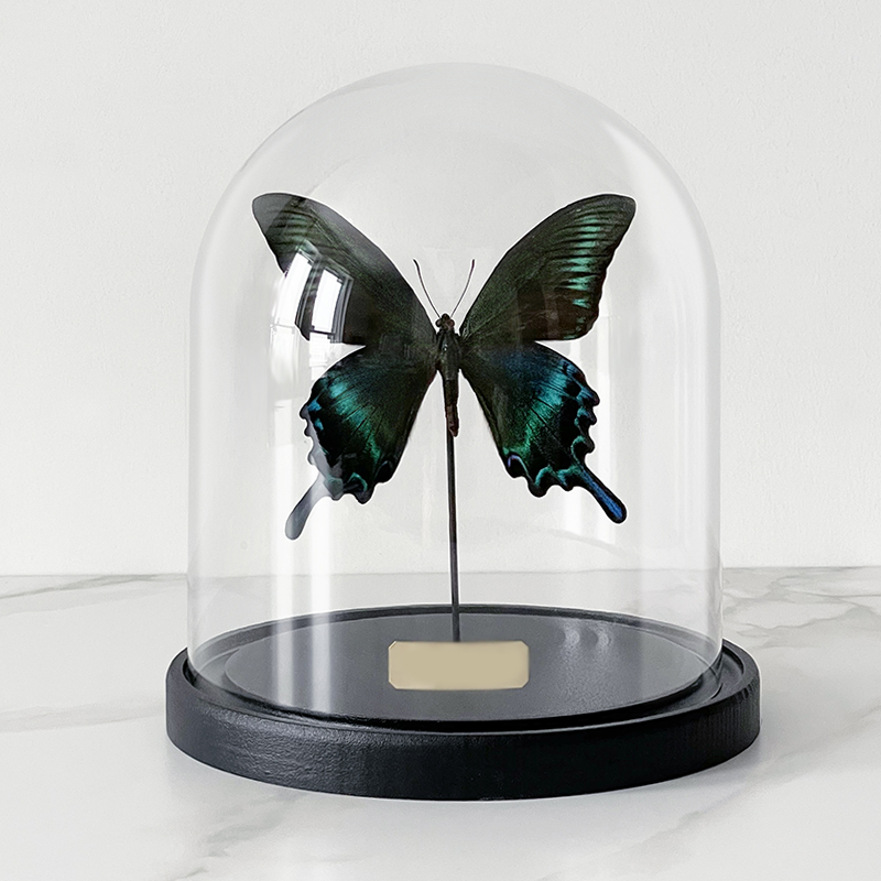 Статуэтка Butterfly Sailboat Maaka Glass Cloche Статуэтка Butterfly Sailboat Maaka Glass Cloche в Волгограде | Loft Concept