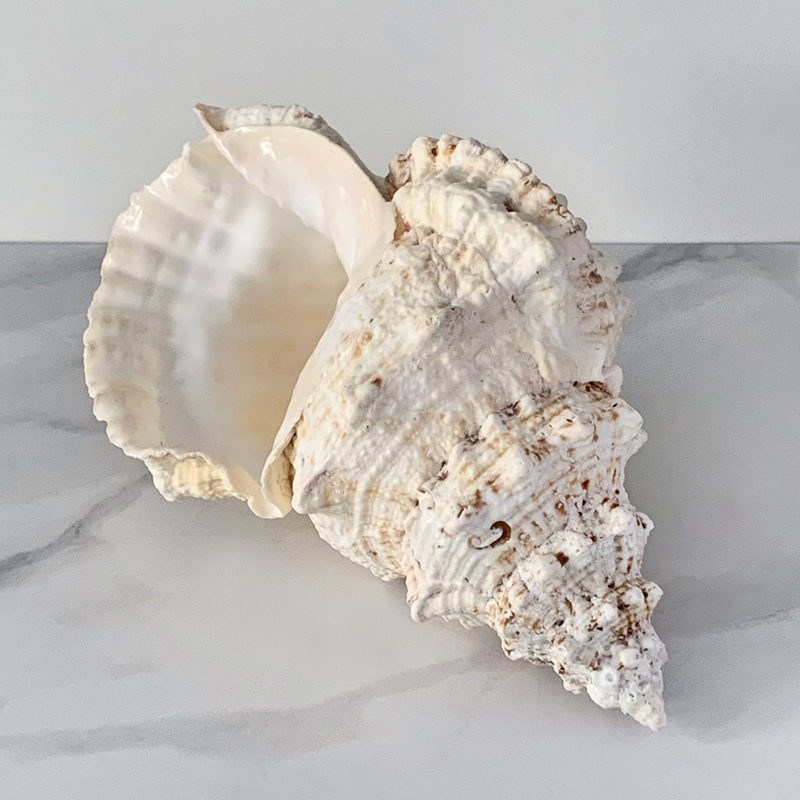 Статуэтка Bursa Bubo Shell Статуэтка Bursa Bubo Shell в Волгограде | Loft Concept