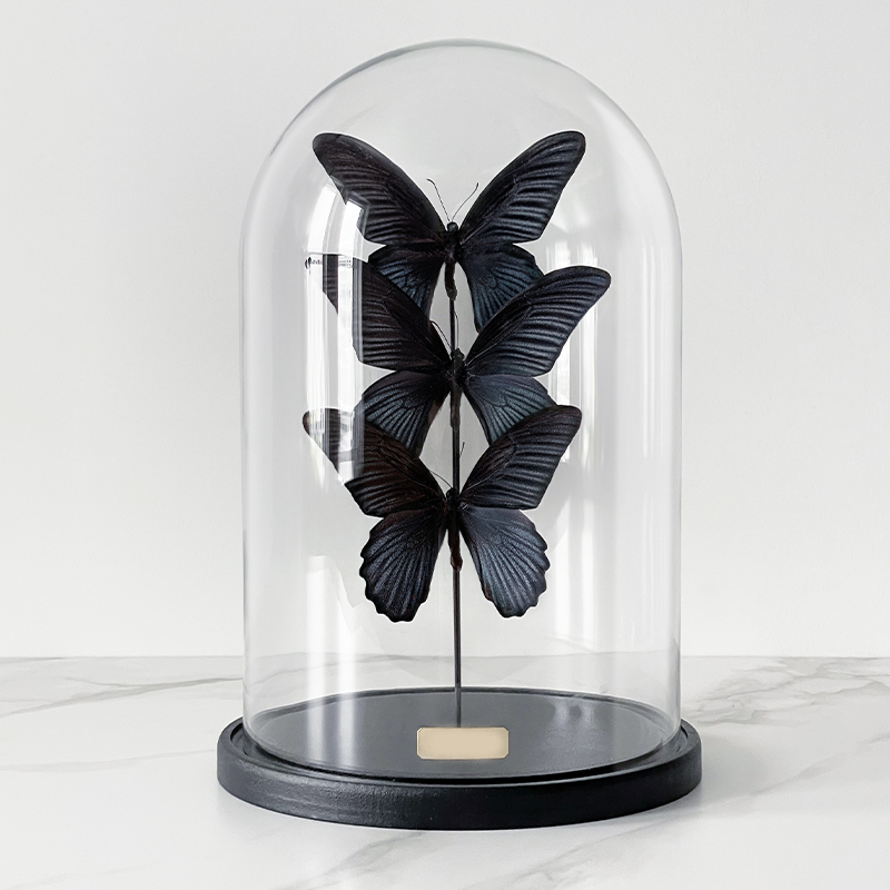 Статуэтка 3 Butterflies Papilio Memnon Glass Cloche Статуэтка 3 Butterflies Papilio Memnon Glass Cloche в Волгограде | Loft Concept