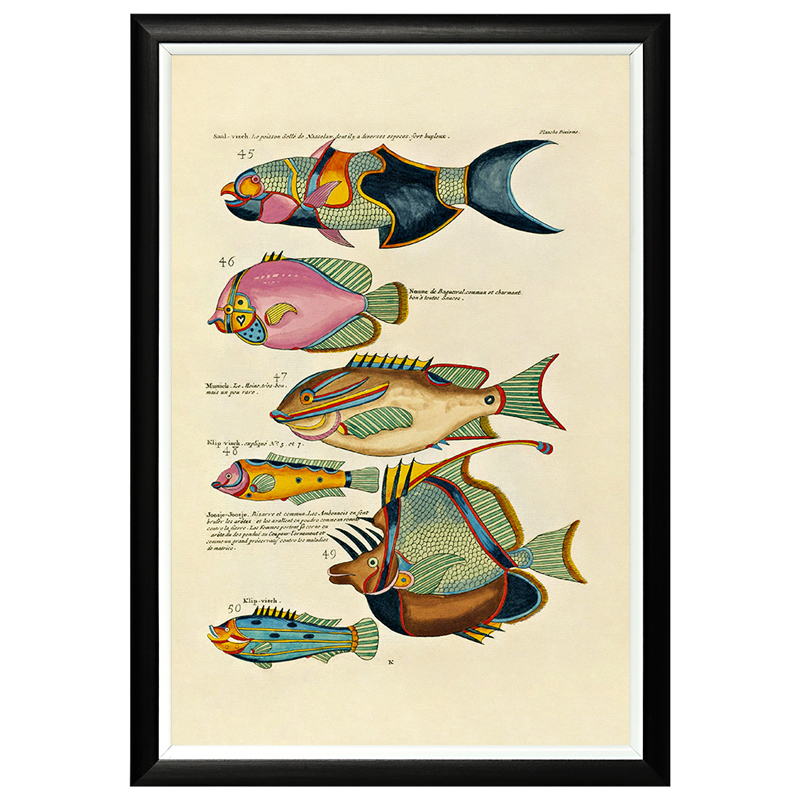 Постер в черной раме Fish Guide 7 Мульти Черный в Волгограде | Loft Concept 