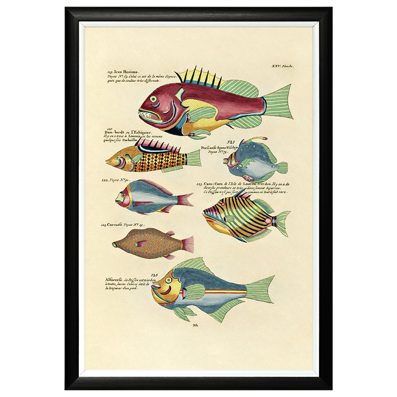 Постер в черной раме Fish Guide 14 Мульти Черный в Волгограде | Loft Concept 