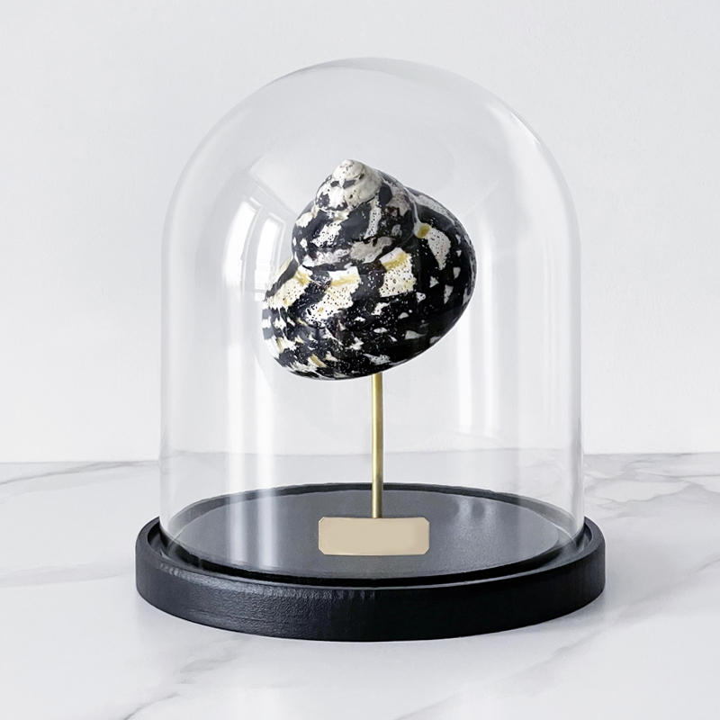 Статуэтка Turbo Cittarium Pica Glass Cloche Статуэтка Turbo Cittarium Pica Glass Cloche в Волгограде | Loft Concept