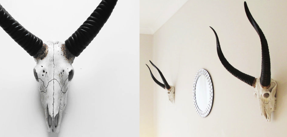 Череп антилопы с черными рогами - Loft-Concept в Волгограде