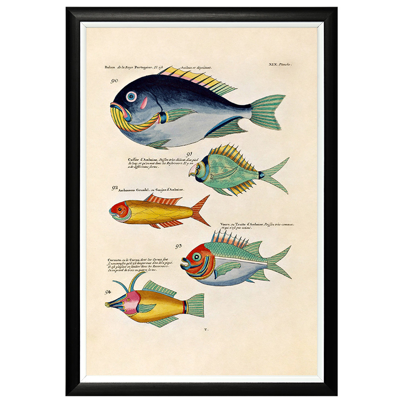 Постер в черной раме Fish Guide 12 Мульти Черный в Волгограде | Loft Concept 