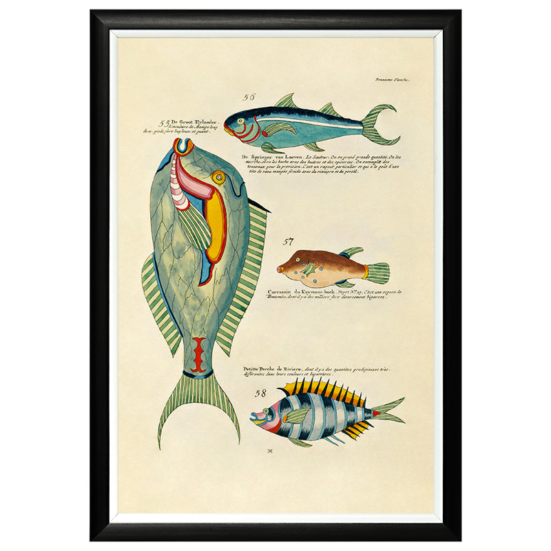 Постер в черной раме Fish Guide 8 Мульти Черный в Волгограде | Loft Concept 
