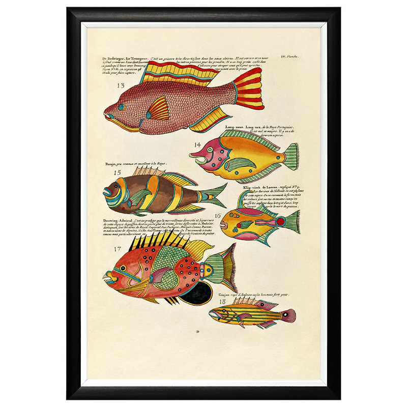 Постер в черной раме Fish Guide 3 Мульти Черный в Волгограде | Loft Concept 