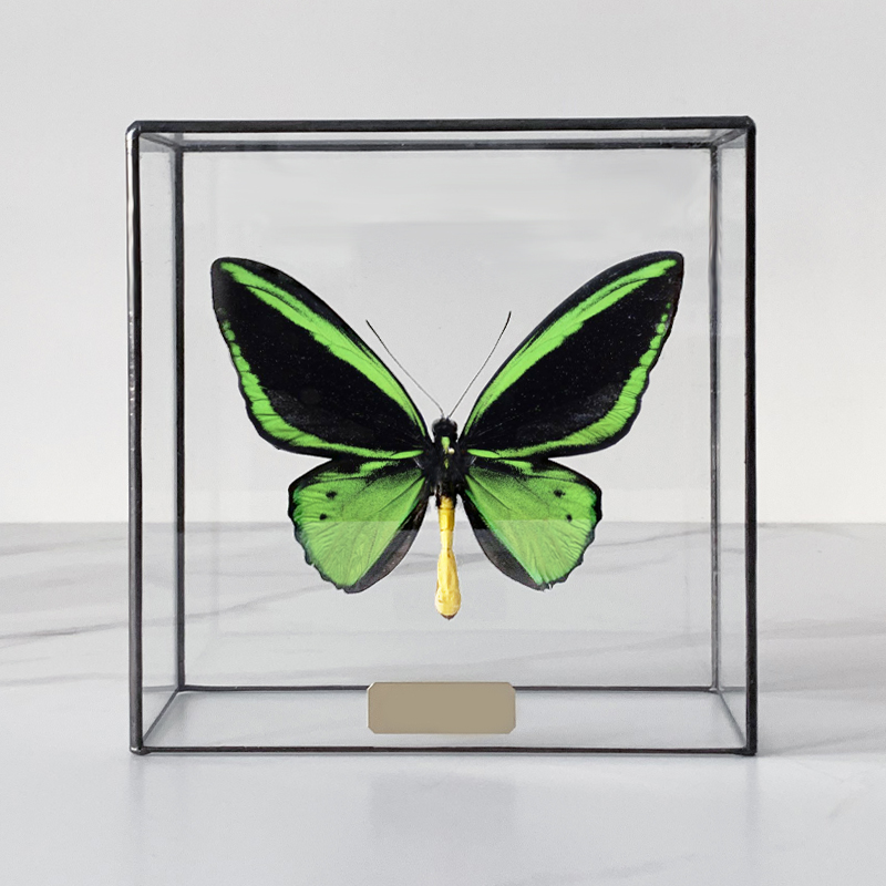 Статуэтка Butterfly Priamus Poseidon Glass Box Статуэтка Butterfly Priamus Poseidon Glass Box в Волгограде | Loft Concept