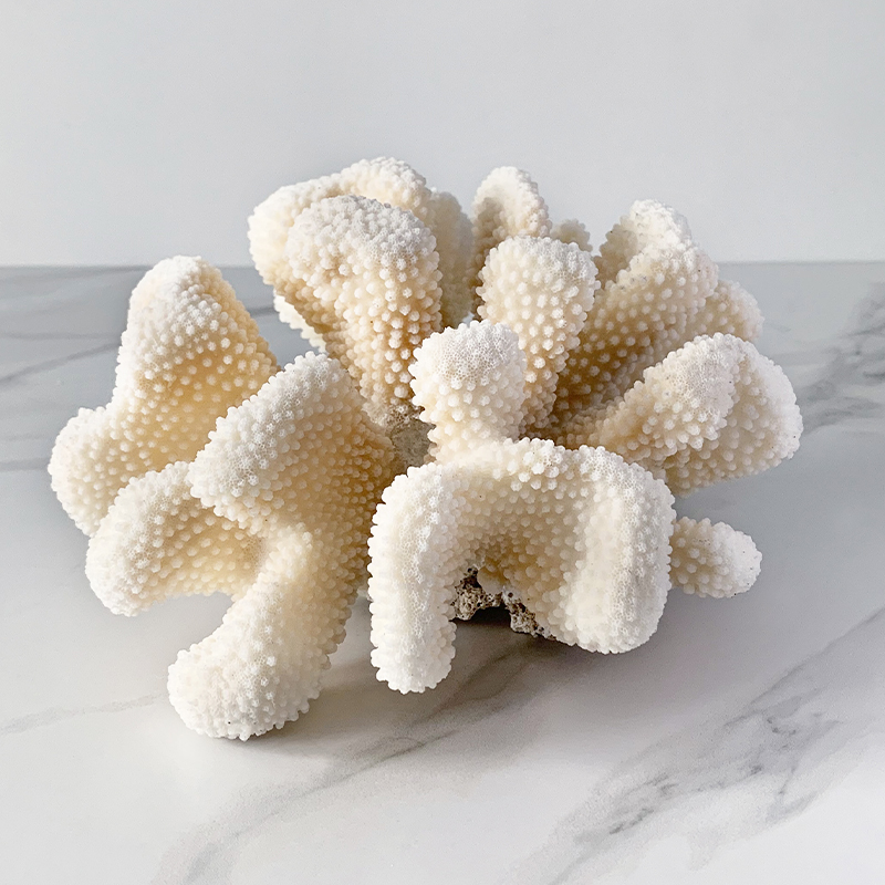 Статуэтка White Cauliflower Coral Статуэтка White Cauliflower Coral в Волгограде | Loft Concept
