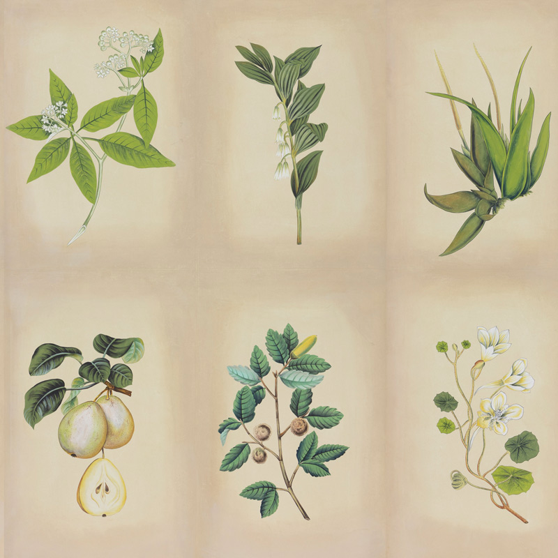 Обои ручная роспись Botanical Studies Linnaeus colourway Обои ручная роспись Botanical Studies Linnaeus colourway в Волгограде | Loft Concept