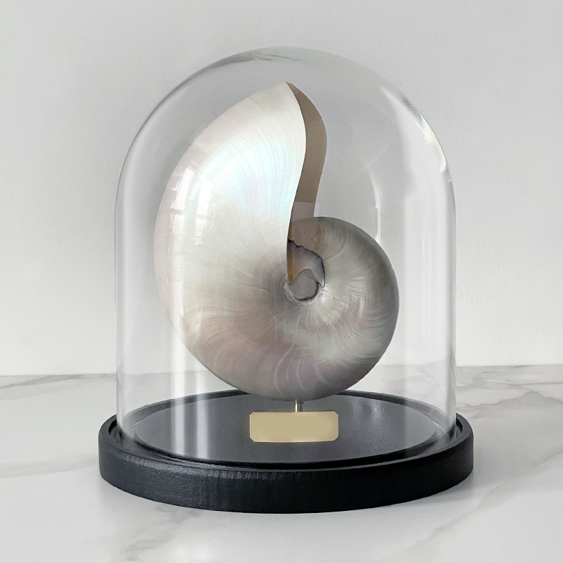 Статуэтка Nautilus Pompilius Nacre Glass Cloche Статуэтка Nautilus Pompilius Nacre Glass Cloche в Волгограде | Loft Concept