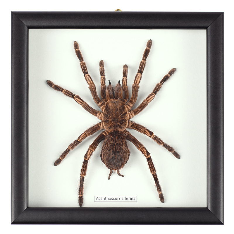 Аксессуар на стену Паук Acanthoscurria Ferina Коричневый Белый Черный Аксессуар на стену Паук Acanthoscurria Ferina Коричневый Белый Черный в Волгограде | Loft Concept