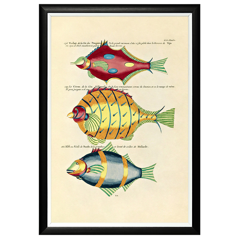 Постер в черной раме Fish Guide 26 Мульти Черный в Волгограде | Loft Concept 