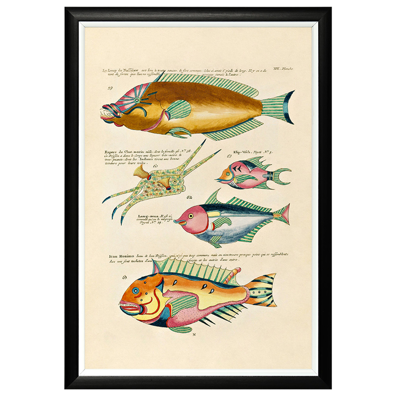 Постер в черной раме Fish Guide 9 Мульти Черный в Волгограде | Loft Concept 