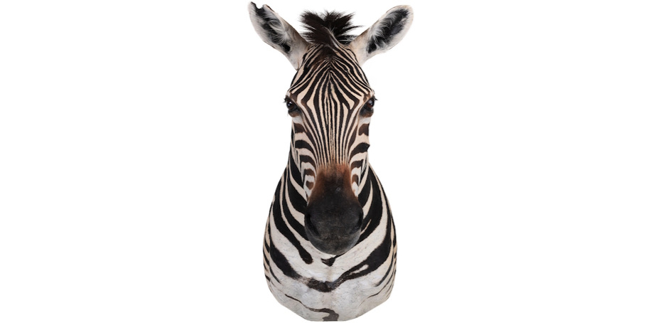 Голова зебры Burchellii Чучело таксидермия ZEBRA SHM RIGHT Голова зебры Burchellii Чучело таксидермия ZEBRA SHM RIGHT - Loft-Concept в Волгограде