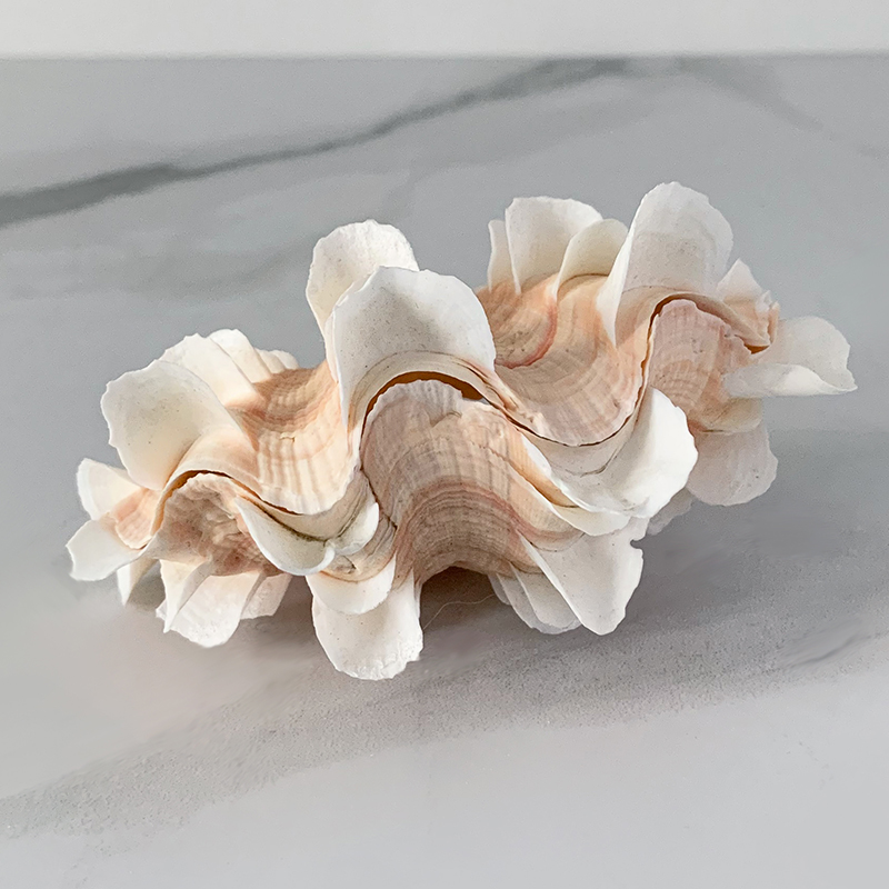 Статуэтка Tridacna Shell XS Статуэтка Tridacna Shell XS в Волгограде | Loft Concept