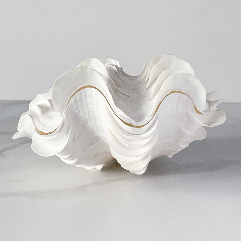 Статуэтка Tridacna Squamosa Shell Статуэтка Tridacna Squamosa Shell в Волгограде | Loft Concept