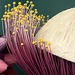 Статуэтка фантастический фрукт Exotic Tropical Fruit orange and white 67 варинант исполнения - 2 | Loft Concept в Волгограде