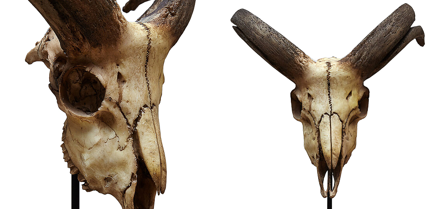 Аксессуар Goat Skull Аксессуар Goat Skull - Loft-Concept в Волгограде
