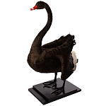 Настоящее чучело черного лебедя Black Swan варинант исполнения - 2 | Loft Concept в Волгограде