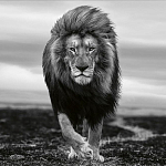 Книга Beusker. Look into my Eyes варинант исполнения - 7 | Loft Concept в Волгограде