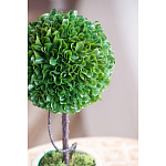 Декоративный искусственное растение Single boxwood варинант исполнения - 7 | Loft Concept в Волгограде