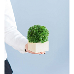 Декоративный искусственное растение Square boxwood варинант исполнения - 7 | Loft Concept в Волгограде