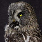 Чучело Совы таксидермия варинант исполнения - 2 | Loft Concept в Волгограде